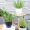 Plants by Frank | Set van 3 kalmoes planten wit/groen | XL Acorus gramineus 'Argenteostriatus' | Siergrassen winterhard | vaste plant | Tuinplanten | Winterharde tuinplanten