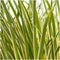 Plants by Frank | Set van 3 kalmoes planten wit/groen | XL Acorus gramineus 'Argenteostriatus' | Siergrassen winterhard | vaste plant | Tuinplanten | Winterharde tuinplanten
