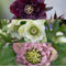Plants by Frank | Set van 3 Kerstroos bijzondere soorten mix | 3x Helleborus Orientalis | 15 cm Ø | 25 cm | Winterharde kerstroos planten | Tuinplanten | Herfstplanten