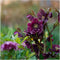 Plants by Frank | Set van 3 Kerstroos bijzondere soorten mix | 3x Helleborus Orientalis | 15 cm Ø | 25 cm | Winterharde kerstroos planten | Tuinplanten | Herfstplanten