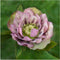 Plants by Frank | Set van 3 Kerstroos bijzondere soorten mix | 3x Helleborus Orientalis | 15 cm Ø | 25 cm | Winterharde kerstroos planten | Tuinplanten | Herfstplanten