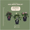 Plants by Frank | Set van 3 Kerstroos bijzondere soorten mix | 3x Helleborus Orientalis | 15 cm Ø | 25 cm | Winterharde kerstroos planten | Tuinplanten | Herfstplanten
