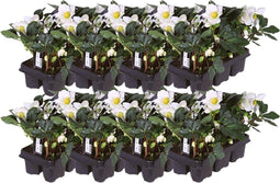 Plants by Frank | Set van 48 kerstroos planten | 48x Helleborus niger 'Christmas Carol' | 7 cm Ø | 15-20 cm | Winterharde kerstroos planten | Tuinplanten | Herfstplanten