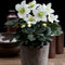Plants by Frank | Set van 48 kerstroos planten | 48x Helleborus niger 'Christmas Carol' | 7 cm Ø | 15-20 cm | Winterharde kerstroos planten | Tuinplanten | Herfstplanten