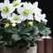Plants by Frank | Set van 48 kerstroos planten | 48x Helleborus niger 'Christmas Carol' | 7 cm Ø | 15-20 cm | Winterharde kerstroos planten | Tuinplanten | Herfstplanten