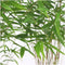 Plants by Frank - Set van 6 Bamboe Planten - 6 x Fargesia Rufa Ø13 cm - 25 cm - Winterharde Bamboe Planten - Niet woekerende bamboe - Bambusa - Tuinplanten