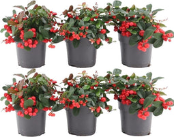 Plants by Frank | set van 6 Bergthee planten | 6x Gaultheria procumbens 'Big Berry' | 12 cm Ø | 15-20 cm hoog | winterharde planten | tuinplanten | planten