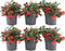 Plants by Frank | set van 6 Bergthee planten | 6x Gaultheria procumbens 'Big Berry' | 12 cm Ø | 15-20 cm hoog | winterharde planten | tuinplanten | planten