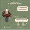 Plants by Frank | set van 6 Bergthee planten | 6x Gaultheria procumbens 'Big Berry' | 12 cm Ø | 15-20 cm hoog | winterharde planten | tuinplanten | planten