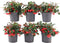 Plants by Frank | set van 6 Bergthee planten | 6x Gaultheria procumbens 'Big Berry' | 12 cm Ø | 15-20 cm hoog | winterharde planten | tuinplanten | planten