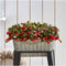 Plants by Frank | set van 6 Bergthee planten | 6x Gaultheria procumbens 'Big Berry' | 12 cm Ø | 15-20 cm hoog | winterharde planten | tuinplanten | planten