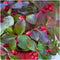 Plants by Frank | set van 6 Bergthee planten | 6x Gaultheria procumbens 'Big Berry' | 12 cm Ø | 15-20 cm hoog | winterharde planten | tuinplanten | planten