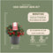 Plants by Frank | set van 6 Bergthee planten | 6x Gaultheria procumbens 'Big Berry' | 12 cm Ø | 15-20 cm hoog | winterharde planten | tuinplanten | planten