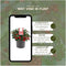 Plants by Frank | set van 6 Bergthee planten | 6x Gaultheria procumbens 'Big Berry' | 12 cm Ø | 15-20 cm hoog | winterharde planten | tuinplanten | planten