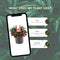 Plants by Frank | set van 6 Bergthee planten | 6x Gaultheria procumbens 'Big Berry' | 12 cm Ø | 15-20 cm hoog | winterharde planten | tuinplanten | planten