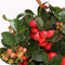 Plants by Frank | set van 6 Bergthee planten | 6x Gaultheria procumbens 'Big Berry' | 12 cm Ø | 15-20 cm hoog | winterharde planten | tuinplanten | planten