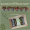 Plants by Frank | set van 6 Bergthee planten | 6x Gaultheria procumbens 'Big Berry' | 12 cm Ø | 15-20 cm hoog | winterharde planten | tuinplanten | planten