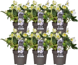 Plants by Frank | Set van 6 kerstroos planten | 6x Helleborus niger 'Christmas Carol' | 12 cm Ø | 20 cm | Winterharde kerstroos planten | Tuinplanten | Herfstplanten