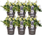Plants by Frank | Set van 6 kerstroos planten | 6x Helleborus niger 'Christmas Carol' | 12 cm Ø | 20 cm | Winterharde kerstroos planten | Tuinplanten | Herfstplanten