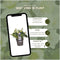 Plants by Frank | Set van 6 kerstroos planten | 6x Helleborus niger 'Christmas Carol' | 12 cm Ø | 20 cm | Winterharde kerstroos planten | Tuinplanten | Herfstplanten
