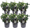 Plants by Frank | Set van 6 kerstroos planten | 6x Helleborus niger 'Christmas Carol' | 12 cm Ø | 20 cm | Winterharde kerstroos planten | Tuinplanten | Herfstplanten