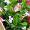 Plants by Frank - Set van 6 Mandevilla mix planten - 2 x Dipladenia wit & 2 x rood & 2 x roze in 12 cm pot - Mediterrane planten - Vers geleverd van de kwekerij - Klimplanten