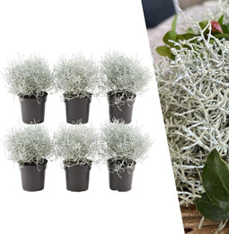 Plants by Frank | set van 6 Zilverstruik planten | 6x Calocephalus | 10 cm Ø | 15-20 cm hoog | winterharde planten | tuinplanten | planten