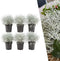 Plants by Frank | set van 6 Zilverstruik planten | 6x Calocephalus | 10 cm Ø | 15-20 cm hoog | winterharde planten | tuinplanten | planten