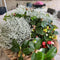 Plants by Frank | set van 6 Zilverstruik planten | 6x Calocephalus | 10 cm Ø | 15-20 cm hoog | winterharde planten | tuinplanten | planten