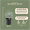 Plants by Frank | set van 6 Zilverstruik planten | 6x Calocephalus | 10 cm Ø | 15-20 cm hoog | winterharde planten | tuinplanten | planten