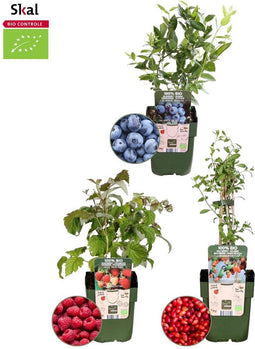 Plants by Frank | "Vruchten feestje" BIO Fruitplanten mix set van 3 verschillende soorten | 100% Biologisch gekweekt | Fruittuin | Fruit | Planten | Tuinplanten