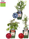 Plants by Frank |