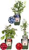 Plants by Frank |