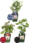 Plants by Frank |