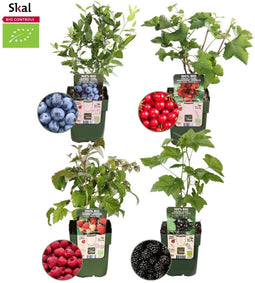 Plants by Frank | "Vruchtenparadijs" BIO Fruitplanten mix set van 4 verschillende soorten | 100% Biologisch gekweekt | Fruittuin | Fruit | Planten | Tuinplanten