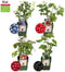 Plants by Frank |