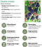 Plants by Frank |