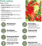 Plants by Frank |