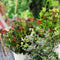 Plants by Frank |