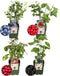 Plants by Frank |