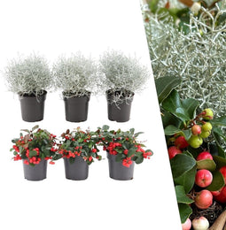 Plants by Frank | Winter Wonderland Plantenset: Gaultheria en Calocephalus Editie | 3x Bergthee + 3x Zilverstruik | Ø10 cm | 20 cm | tuinplanten | winterharde planten voor in de tuin