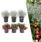 Plants by Frank | Winter Wonderland Plantenset: Gaultheria en Calocephalus Editie | 3x Bergthee + 3x Zilverstruik | Ø10 cm | 20 cm | tuinplanten | winterharde planten voor in de tuin