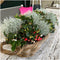 Plants by Frank | Winter Wonderland Plantenset: Gaultheria en Calocephalus Editie | 3x Bergthee + 3x Zilverstruik | Ø10 cm | 20 cm | tuinplanten | winterharde planten voor in de tuin