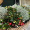 Plants by Frank | Winter Wonderland Plantenset: Gaultheria en Calocephalus Editie | 3x Bergthee + 3x Zilverstruik | Ø10 cm | 20 cm | tuinplanten | winterharde planten voor in de tuin