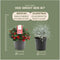 Plants by Frank | Winter Wonderland Plantenset: Gaultheria en Calocephalus Editie | 3x Bergthee + 3x Zilverstruik | Ø10 cm | 20 cm | tuinplanten | winterharde planten voor in de tuin