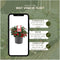 Plants by Frank | Winter Wonderland Plantenset: Gaultheria en Calocephalus Editie | 3x Bergthee + 3x Zilverstruik | Ø10 cm | 20 cm | tuinplanten | winterharde planten voor in de tuin