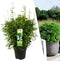 Plants by Frank | XL Bamboe Plant | 1 x Fargesia moontears 'Boobux' Ø29 cm - 70 cm - Winterharde Bamboe Planten - Niet woekerende bamboe - Bambusa - Tuinplanten