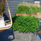 Plants by Frank | XL Bamboe Plant | 1 x Fargesia moontears 'Boobux' Ø29 cm - 70 cm - Winterharde Bamboe Planten - Niet woekerende bamboe - Bambusa - Tuinplanten