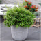 Plants by Frank | XL Bamboe Plant | 1 x Fargesia moontears 'Boobux' Ø29 cm - 70 cm - Winterharde Bamboe Planten - Niet woekerende bamboe - Bambusa - Tuinplanten
