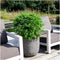 Plants by Frank | XL Bamboe Plant | 1 x Fargesia moontears 'Boobux' Ø29 cm - 70 cm - Winterharde Bamboe Planten - Niet woekerende bamboe - Bambusa - Tuinplanten